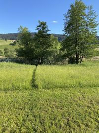 Scenic view of field against clear sky