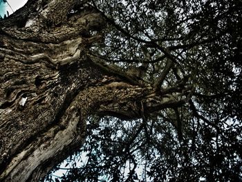 Low angle view of tree against sky