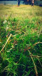 Plant growing on grassy field