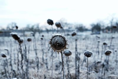 Close-up of wilted flower on field during winter