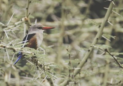 Close-up of kingfisher perching on tree