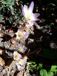 High angle view of white crocus flowers on field