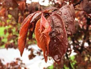 Close-up of wet red flower