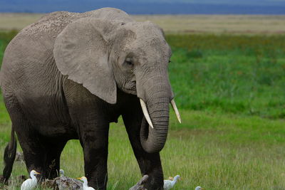 Elephant standing by egrets on grassy field