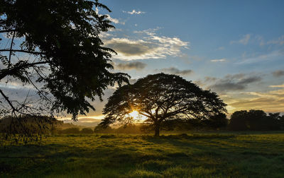 Silhouette trees on field against sky at sunset