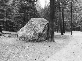Trees on field in forest