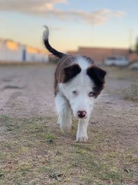 Portrait of dog on field