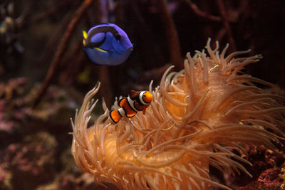 Fishes swimming in sea