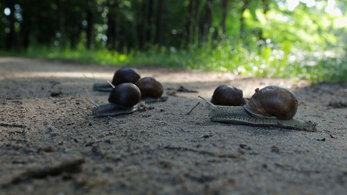 Close-up of fruits on land