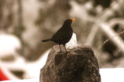 Close-up of bird perching on rock