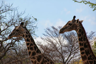 View of giraffe