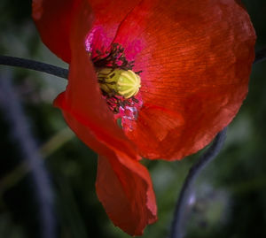 Close-up of red hibiscus blooming outdoors