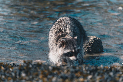 Close-up of raccoon at lake