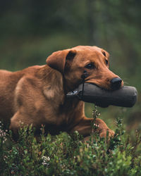 Dog looking away on field