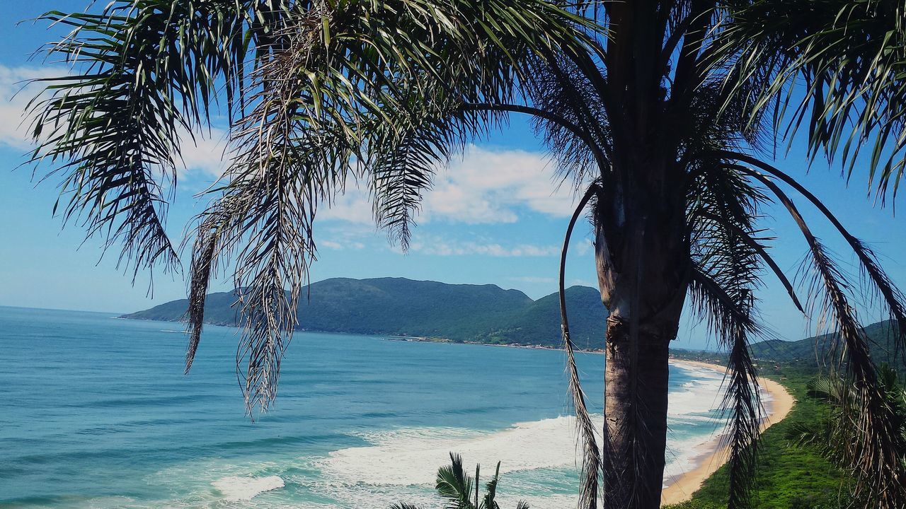 water, sea, tranquility, tranquil scene, tree, sky, scenics, beauty in nature, nature, tree trunk, mountain, branch, beach, horizon over water, idyllic, palm tree, shore, growth, cloud - sky, silhouette