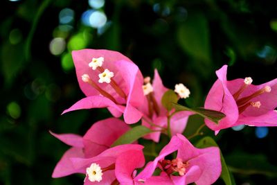 Close-up of pink flowers blooming outdoors