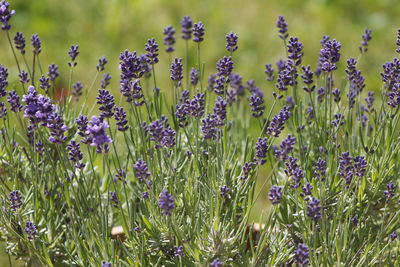 Close-up of purple flowers blooming on field