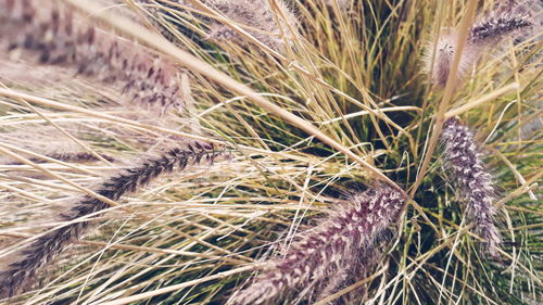 High angle view of corn field