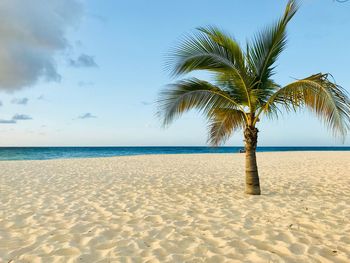 Palm tree on beach against sky