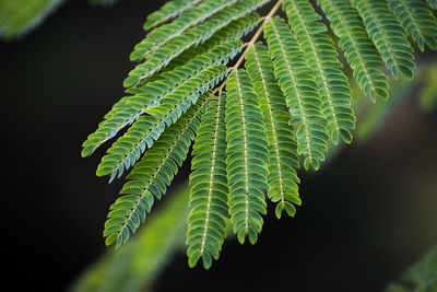 Close-up of fern leaves