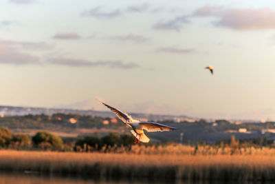 Seagull flying in sky