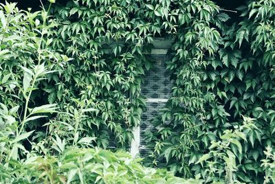 Ivy growing on bamboo plants