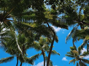Low angle view of palm trees against sky