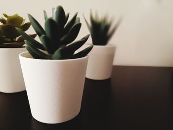 Close-up of potted plant on table at home