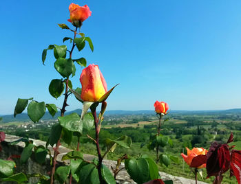 Close-up of red flowers in field
