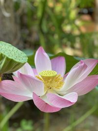 Close-up of pink water lily