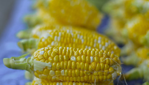 Close-up of corn on plant