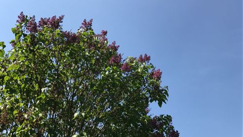 Low angle view of tree against clear sky
