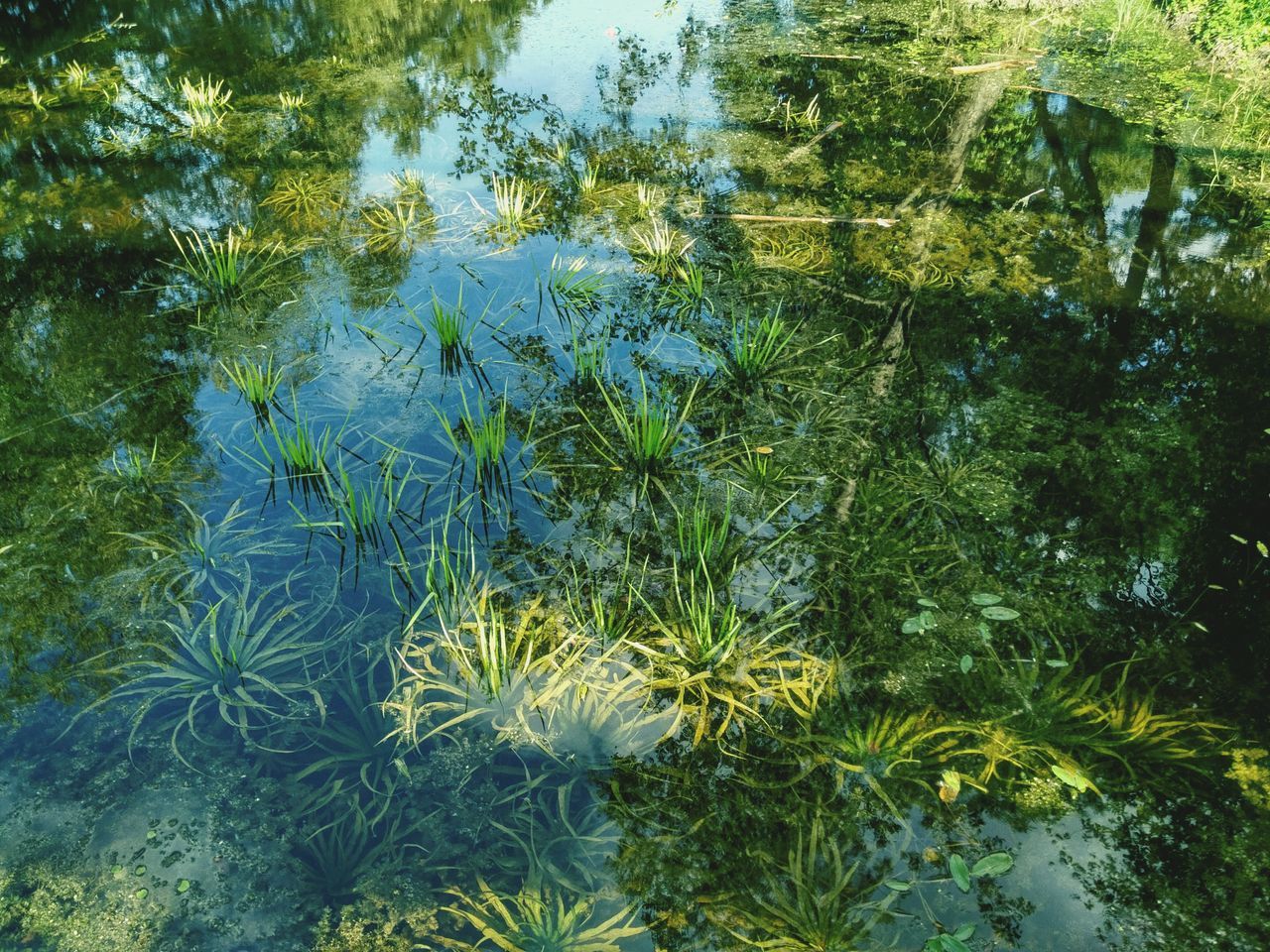 CLOSE-UP OF PLANTS GROWING BY WATER