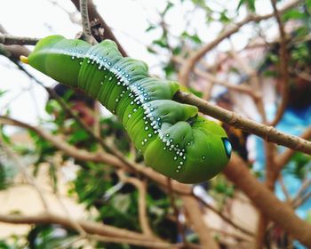 Close-up of dew drops on plant