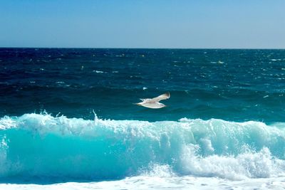 Seagulls on sea shore against clear sky