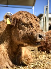 Cow in a farm