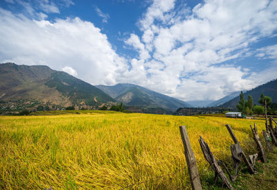 Scenic view of field against sky