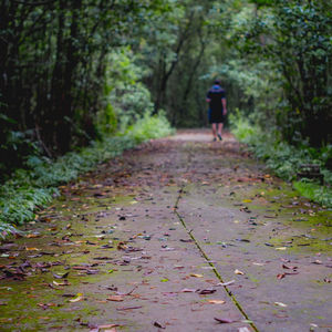 Rear view of man walking on footpath amidst trees