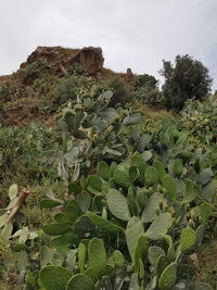 Cactus growing on field against sky