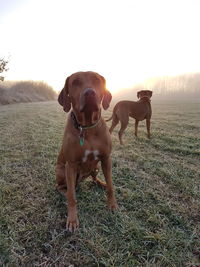 Portrait of dog on field against clear sky