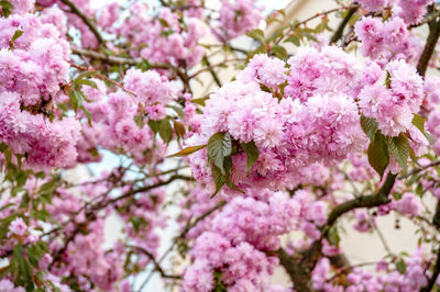 Close-up of pink cherry blossoms in spring