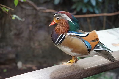 Close-up of bird perching on railing