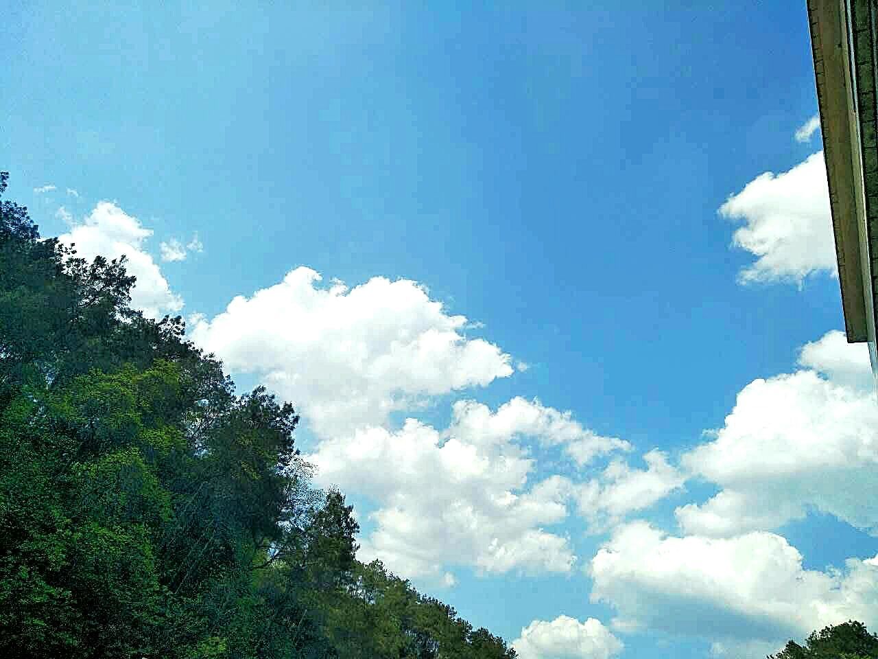 blue, sky, nature, cloud - sky, low angle view, tree, beauty in nature, scenics, idyllic, forest, environment, backgrounds, no people, day, tranquility, growth, green color, treetop, outdoors, close-up