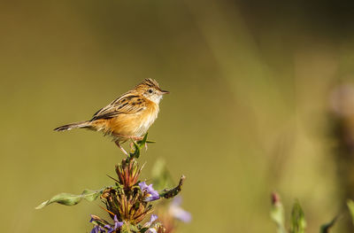 Close-up of bird perching on flower