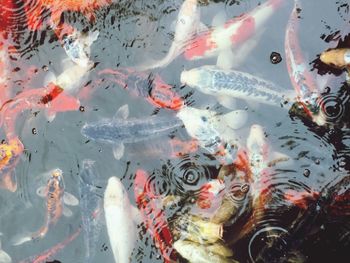 Fish swimming in sea