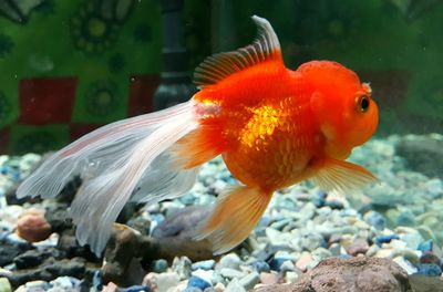 Close-up of goldfish swimming in fish tank