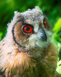 Close-up portrait of a bird