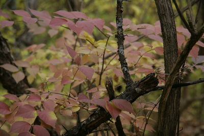Close-up of flower tree