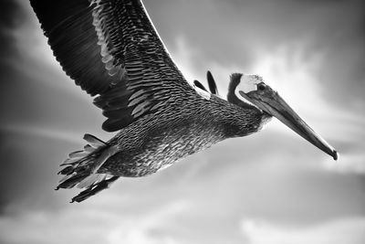 Low angle view of bird flying in sky