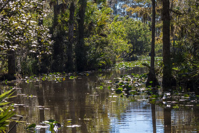 Reflection of trees in water